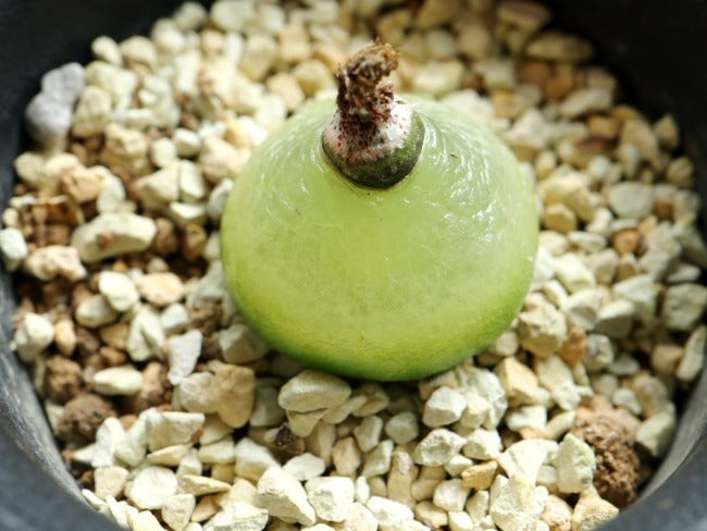 コノフィツム・ブルゲリの実生・種から育てた記録 ～ Conophytum