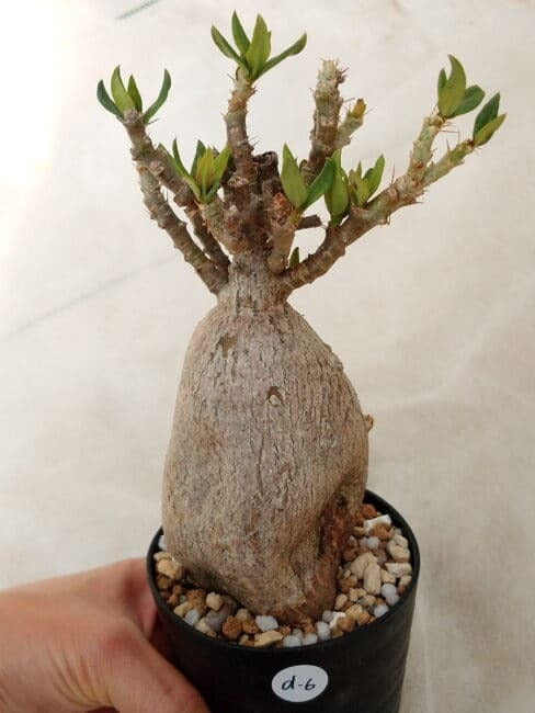 パキポディウム・ビスピノーサム（Pachypodium bispinosum) パキポディウム・ビスピノーサム(Pachypodium bispinosum) – プラント