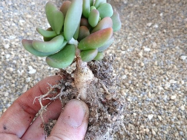 ケラリア・ピグマエア(Ceraria pygmaea) – プラントブラザーズ