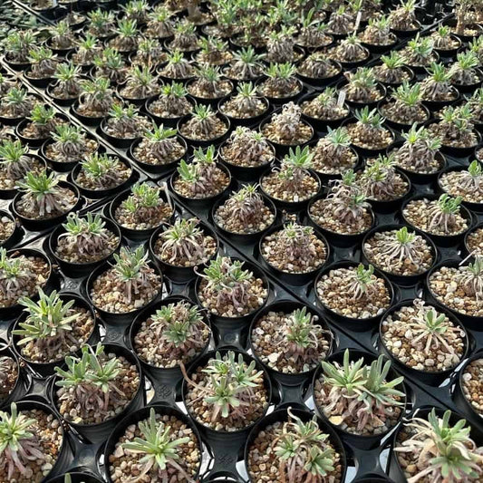 【園主おまかせ・入門株】オトンナ・レトロルサ