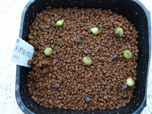 Pseudolithos migiurtinus / プセウドリトス・ミギウルティヌス