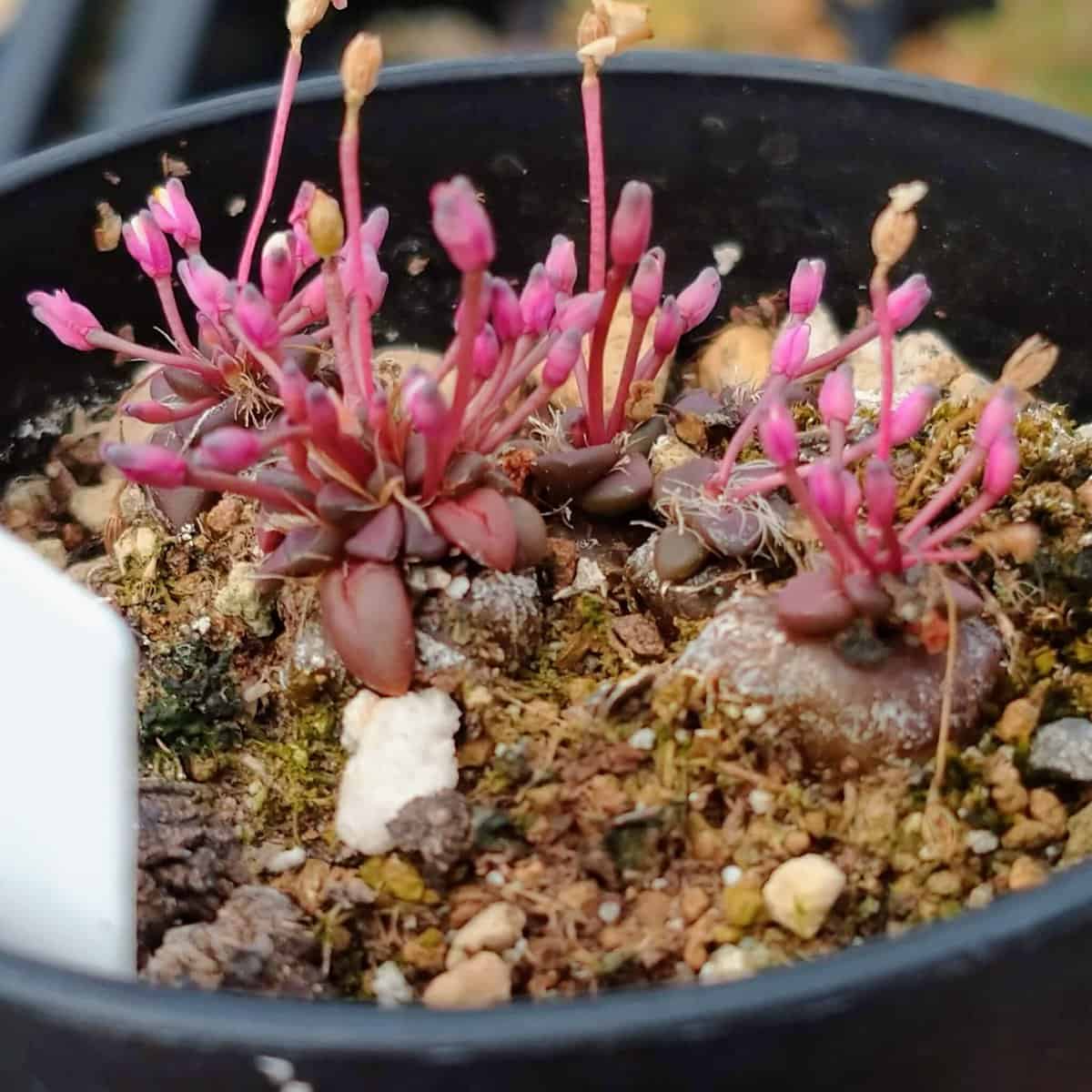 Anacampseros comptonii / アナカンプセロス・コンプトニー