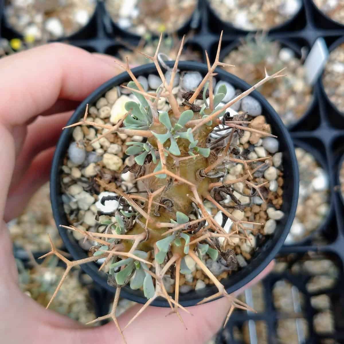 【園主おまかせ・入門株】オトンナ・ユーフォルビオイデス (棘多) Othonna euphorbioides 黒鬼城