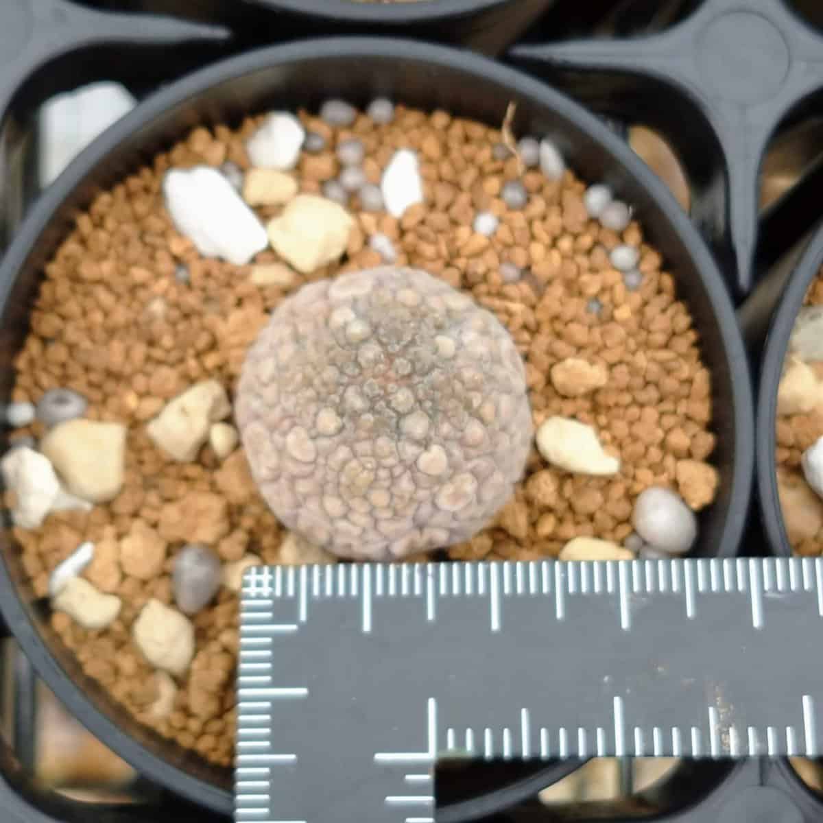 【園主おまかせ・入門株】プセウドリトス・ミギウルティヌス 2cm-3cm Pseudolithos migiurtinus