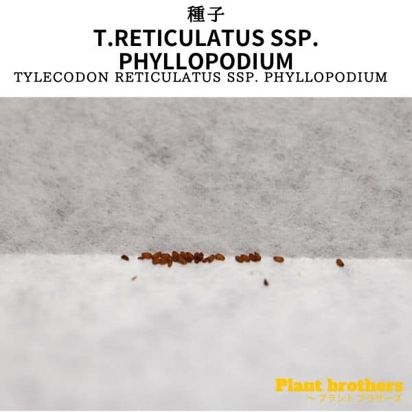 【種】チレコドン・レティキュラーツス フィロポディウム 万物想 / Tylecodon reticulatus phyllopodium