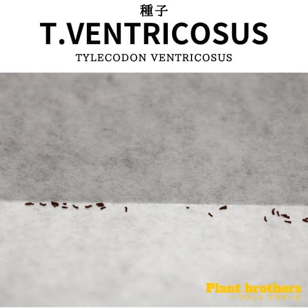 Tylecodon ventricosus / チレコドン・ベントリコーサス