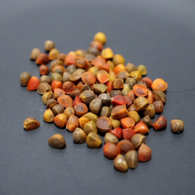 Bursera fagaroides / ブルセラ・ファガロイデス