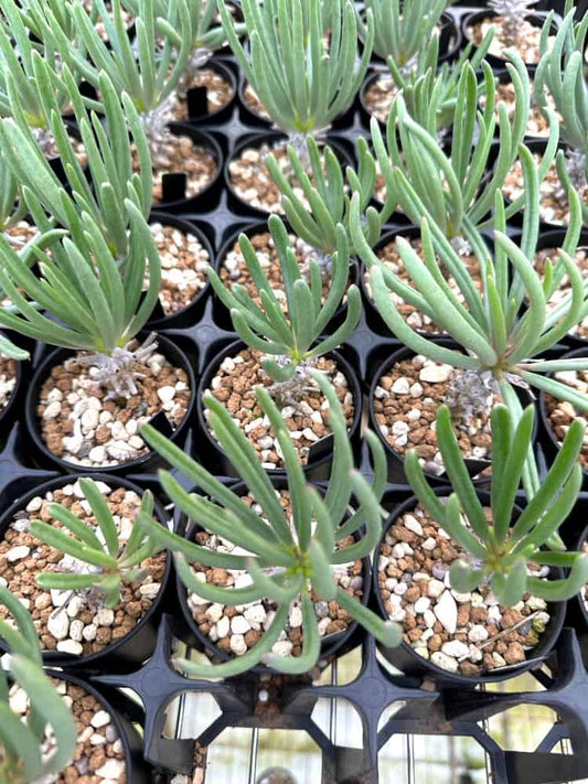 【園主おまかせ・入門株】チレコドン・ワリチー