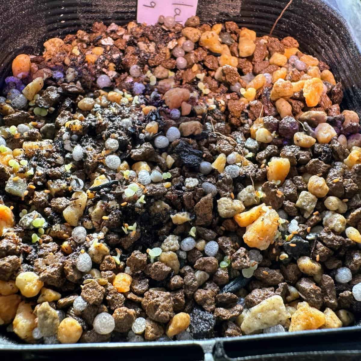 Tylecodon singularis / チレコドン・シングラリス