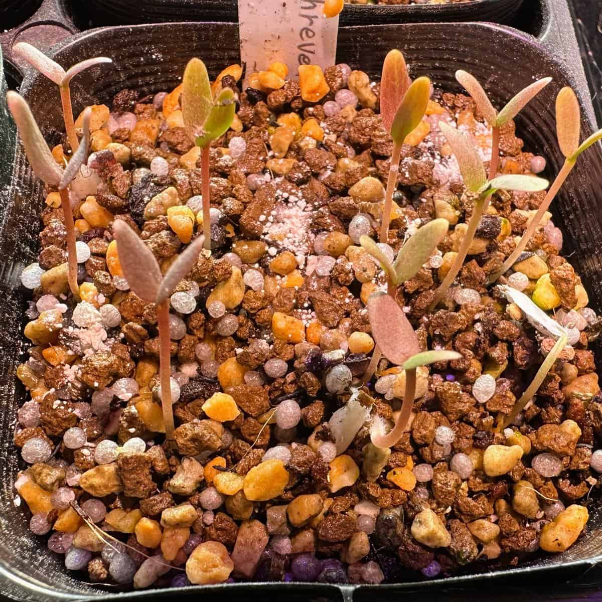 Fouquieria shrevei / フォークイエリア・シュレベイ