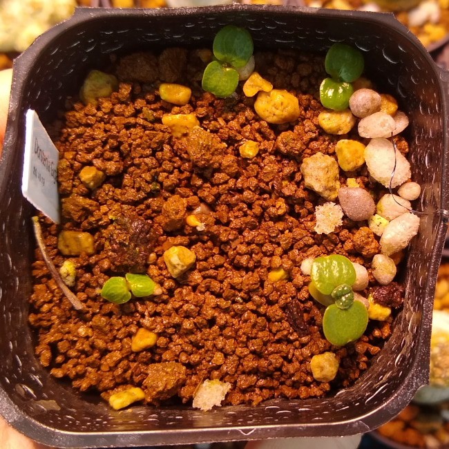 Dorstenia gigas / ドルステニア・ギガス