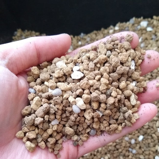 中型 塊根植物 生育中 塊根植物実生を始めましょう