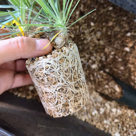 プラントブラザーズ 塊根植物用の土 排水性重視 2L