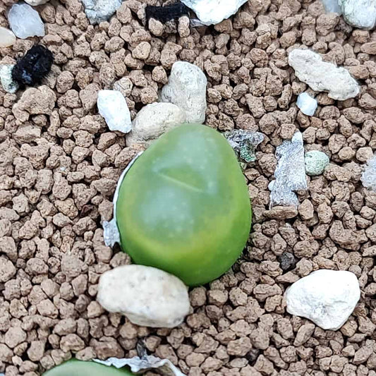 【園主おまかせ・入門株】コノフィツム・マウガニー