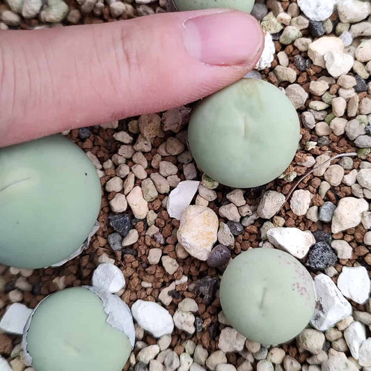 【園主おまかせ・入門株】コノフィツム・カルキュラス Conophytum calculus