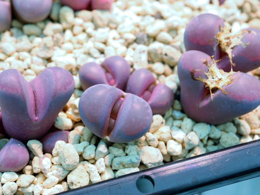 【園主おまかせ・入門株】リトープス 紅大内玉 複頭 Lithops optica ‘Rubra’ C81A