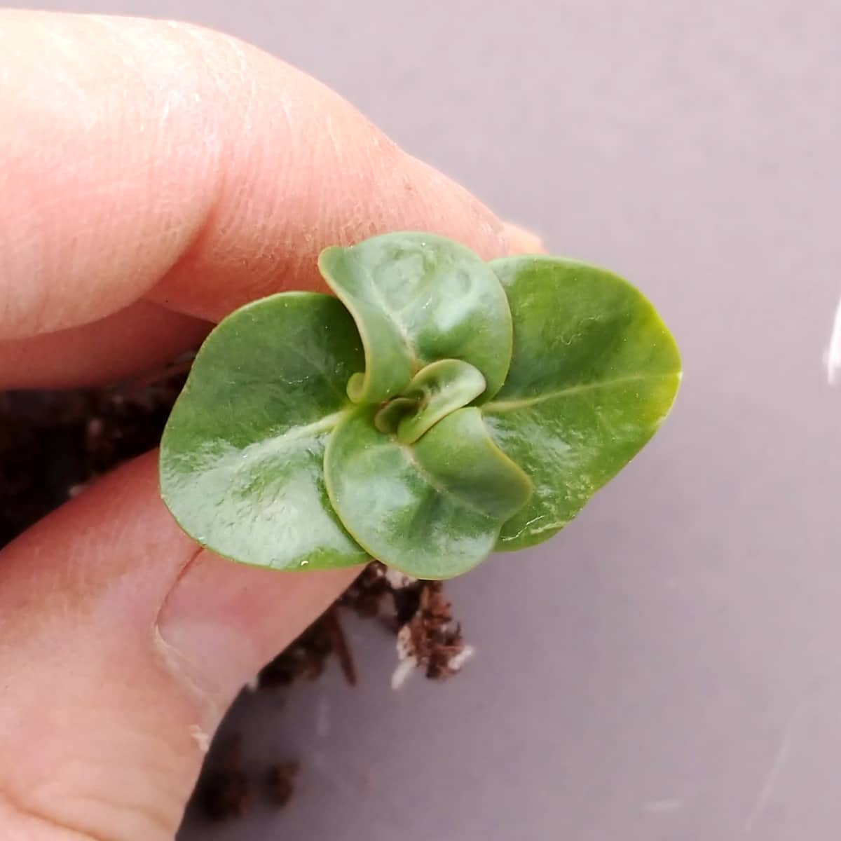 【園主おまかせ・入門株】アデニウム・アラビカム(葉巻きタイプ/幹幅約1cm)実生苗1本