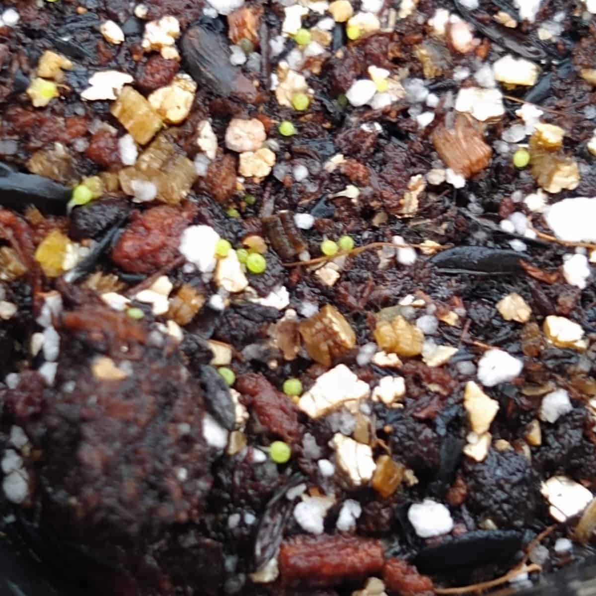 Conophytum burgeri / コノフィツム・ブルゲリ