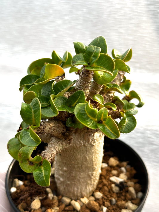 【園主おまかせ】アデニウム・獅子葉 葉巻 ドーセットホーン 3号鉢/Adenium DHA