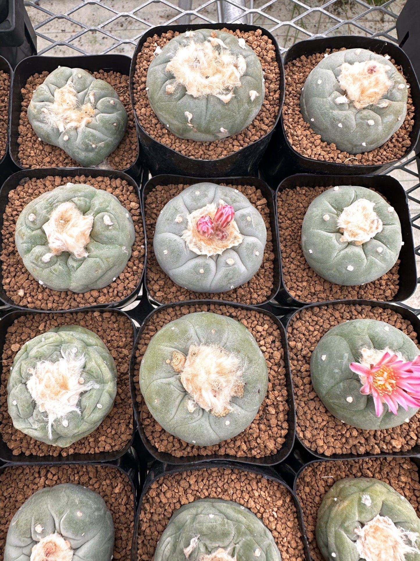 【園主おまかせ】疣銀冠玉 / lophophora williamsii