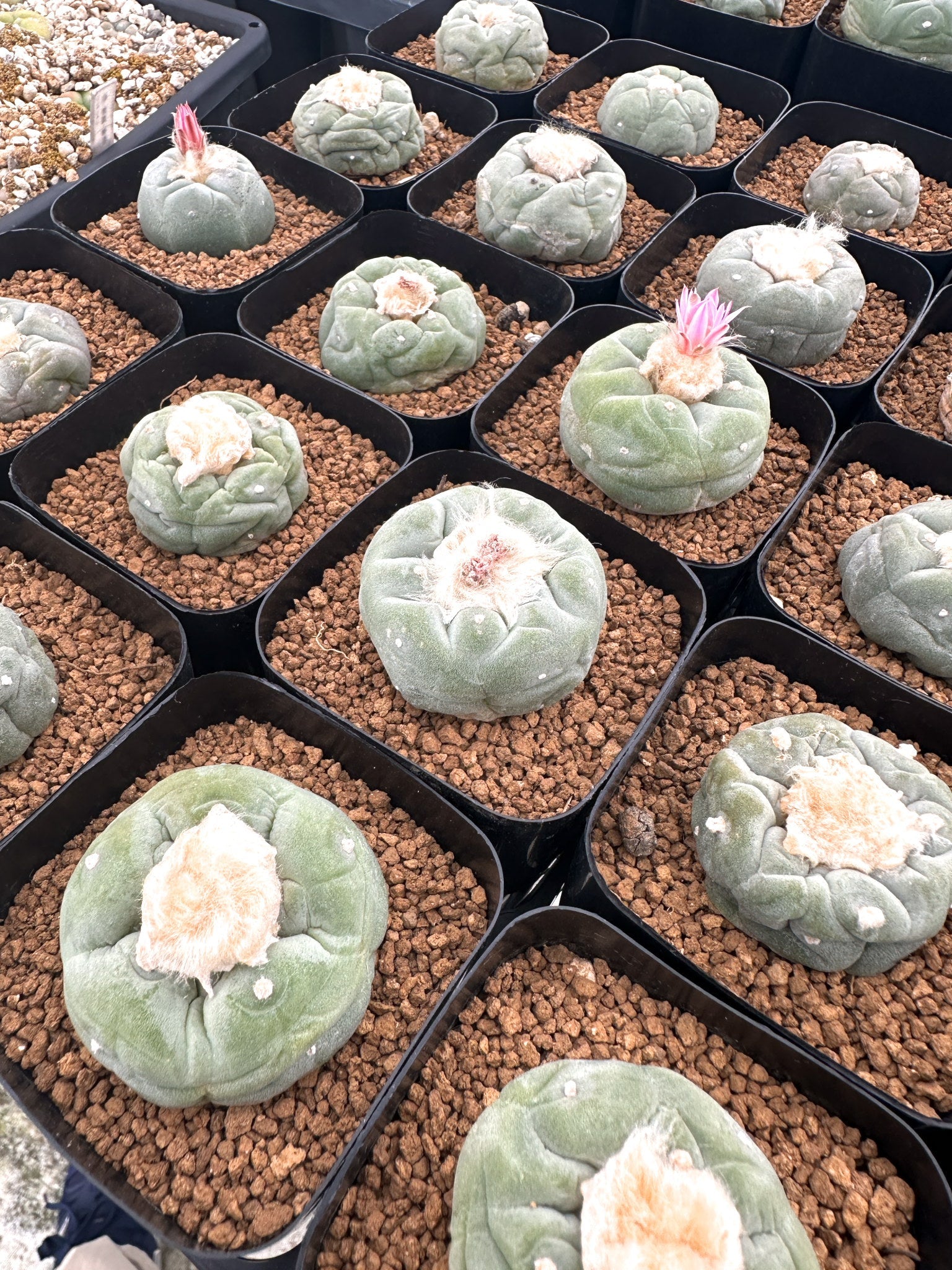 疣銀冠 園主おまかせ】疣銀冠玉 / lophophora williamsii – プラントブラザーズ
