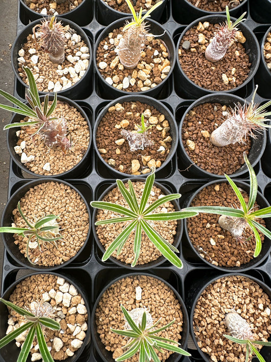 【園主おまかせ】パキポディウム・グラキリス / Pachypodium gracilius