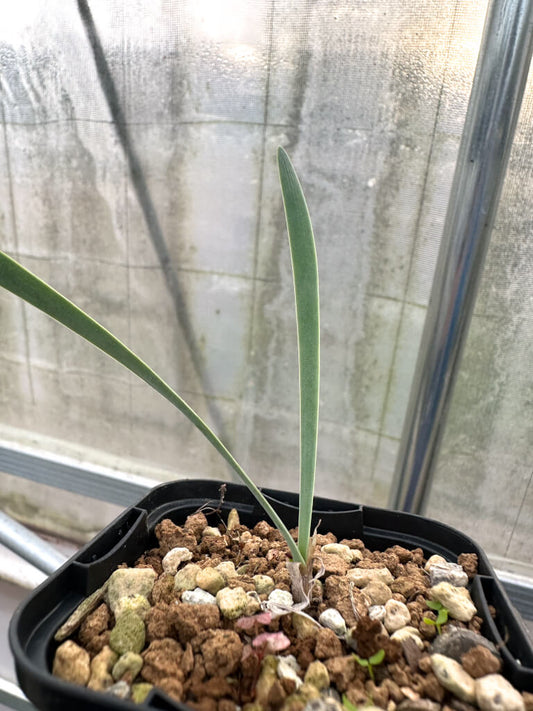 【園主おまかせ・入門株】ブーファン・ハエマンソイデス 2年苗【海外実生苗】