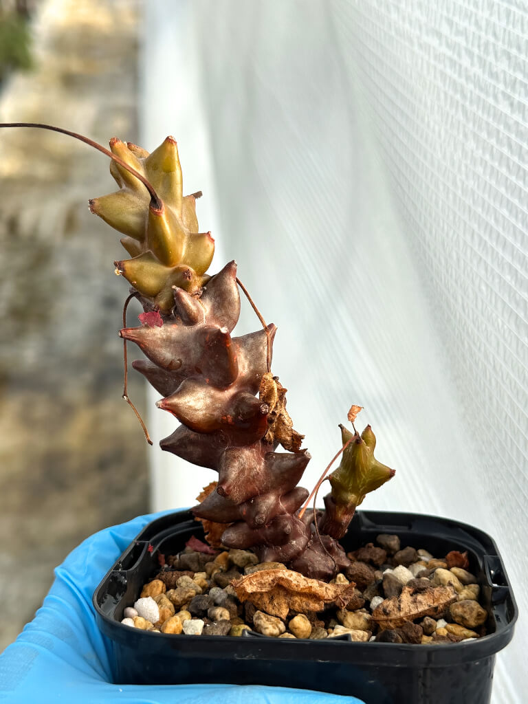 【園主おまかせ・入門株】ベイセリア・メキシカーナ