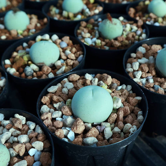 【園主おまかせ・入門株】 コノフィツム・カルキュラス Conophytum calculus