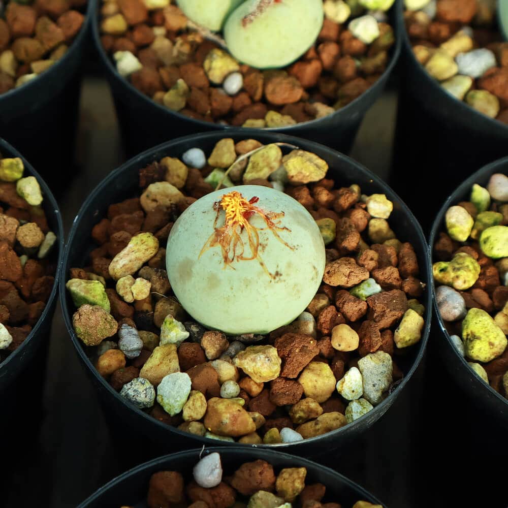 【園主おまかせ・入門株】 コノフィツム・カルキュラス Conophytum calculus