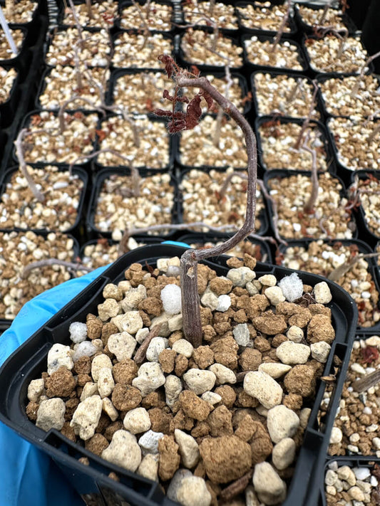 【園主おまかせ・入門株】コミフォラ・モンストローサ