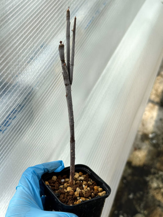 【園主おまかせ・入門株】ユーフォルビア・アルブスクラ