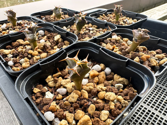 【園主おまかせ・入門株】ユーフォルビア・ムランジーナ