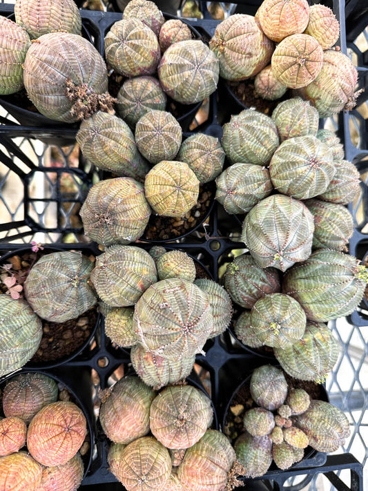 【園主おまかせ・入門株】ユーフォルビア・オベサ