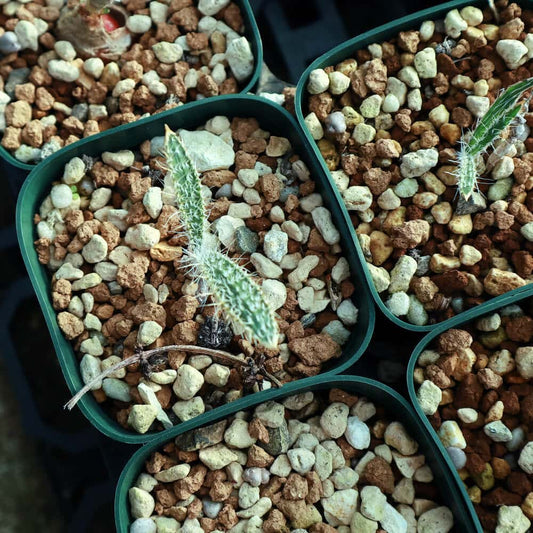 【園主おまかせ・入門株】 ゲチリス・セトーサ Gethyllis setosa【現地株】