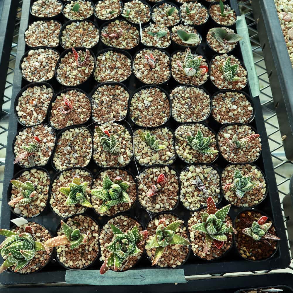 【園主おまかせ・入門株】 ハオルチア・プミラ・ドーナツ Haworthia pumila Donuts
