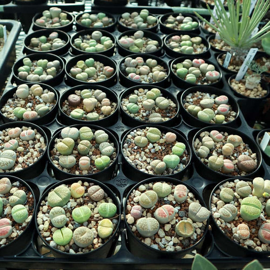 【園主おまかせ・入門株】 リトープスMIX 7~9個入 Lithops MIX