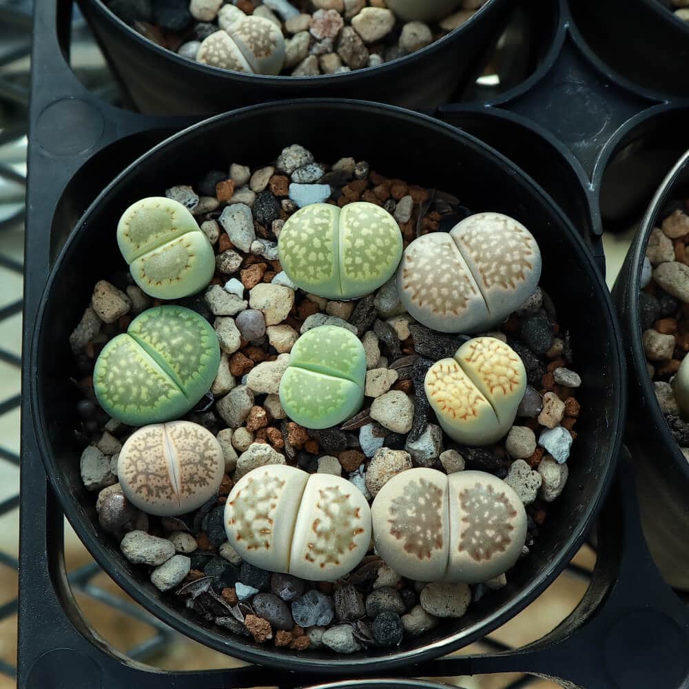 【園主おまかせ・入門株】 リトープスMIX 7~9個入 Lithops MIX