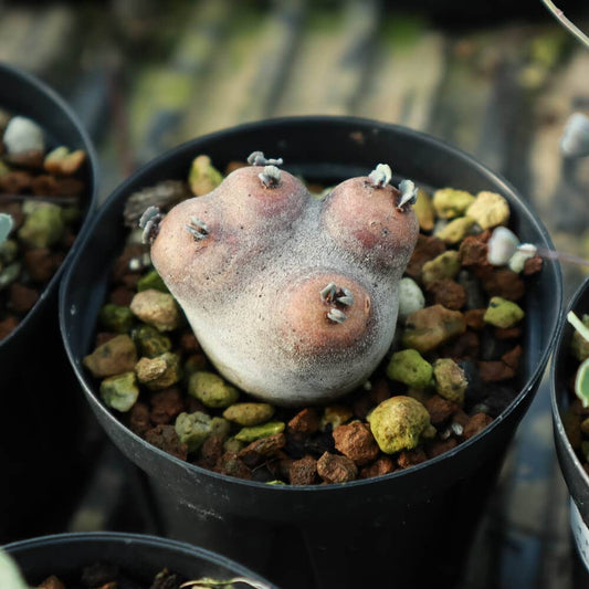 【園主おまかせ・入門株】 オトンナ・カカリオイデス Othonna cacalioides【現地株】