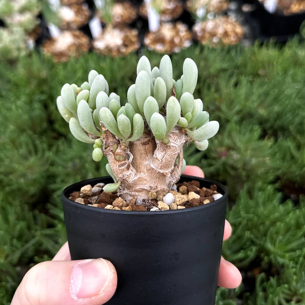 園主おまかせ・入門株】 オトンナ・クラビフォリア Othonna clavifolia