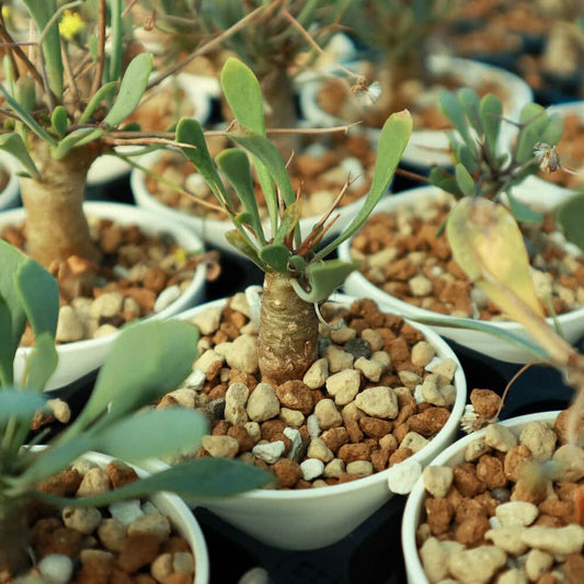 【園主おまかせ・入門株】 オトンナ・ユーフォルビオイデス Othonna euphorbioides