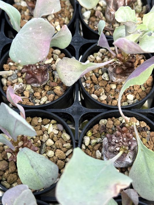 【園主おまかせ・入門株】オトンナ・ヘレー