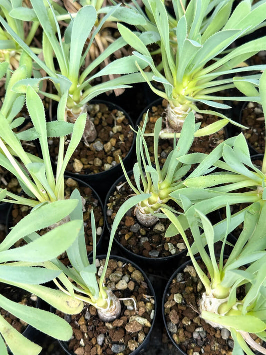 【園主おまかせ・入門株】オトンナ・レトロルサ