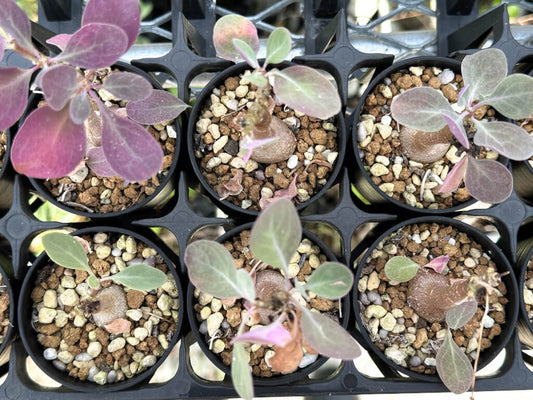 【園主おまかせ・入門株】オトンナ・トリプリネルビア