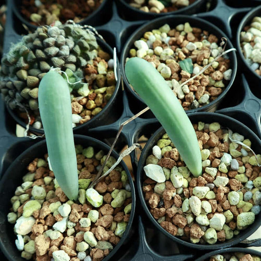 Ornithogalum unifoliatum / オーニソガラム・ユニフォリアツム