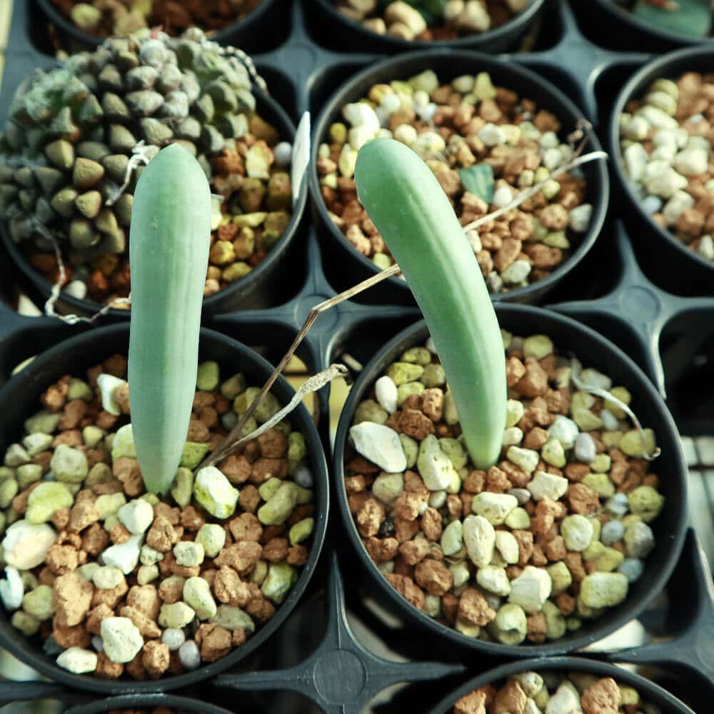 【園主おまかせ・入門株】 オーニソガラム・ユニフォリアツム Ornithogalum unifoliatum