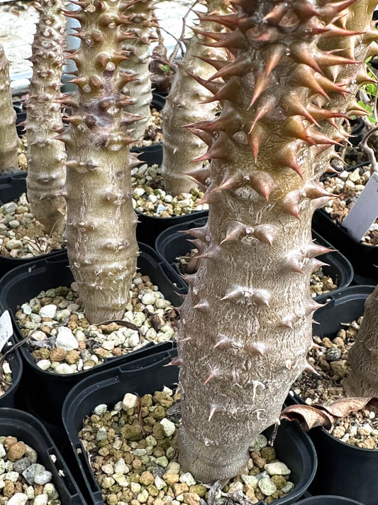 【園主おまかせ・入門株】パキポディウム・バロニー