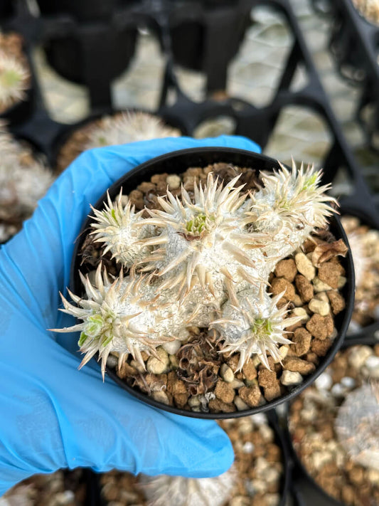 【園主おまかせ・入門株】パキポディウム 恵比寿大黒