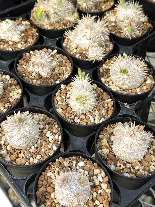 【園主おまかせ・入門株】パキポディウム 恵比寿大黒