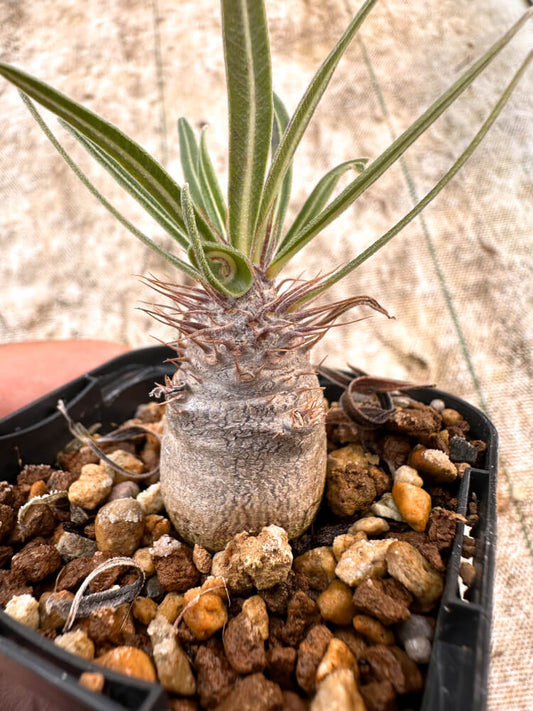 【園主おまかせ・入門株】 パキポディウム・グラキリス Pachypodium gracilius